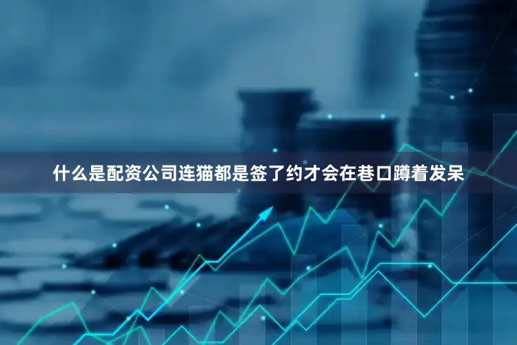 什么是配资公司连猫都是签了约才会在巷口蹲着发呆